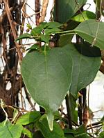 Pyrostegia Venusta (fam Bignoniacees) (Bresil, Uruguay) (03) (Photo F. Mrugala)